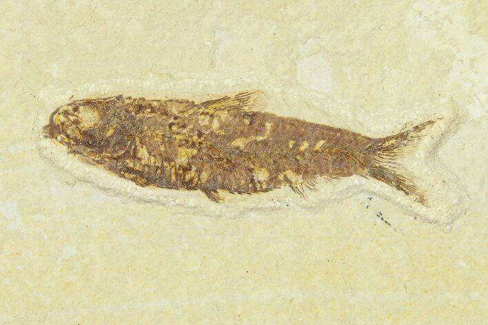 Fossil Fish (Knightia) - Wyoming #295709